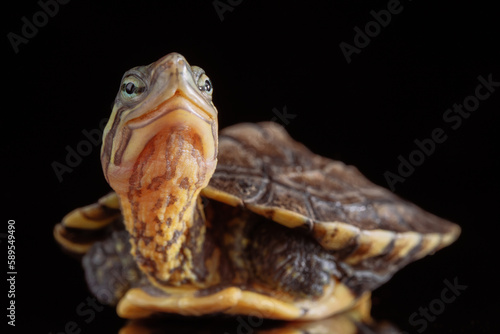 Vietnamese pond turtle