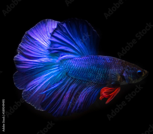 Capture the moving moment of blue siamese fighting fish isolated on black background. betta fish.