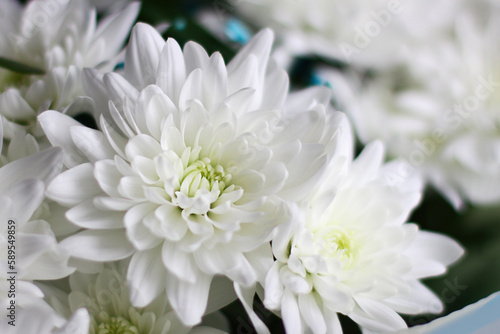 A close-up photo of a bouquet of chrysanthemum flowers. floral background.