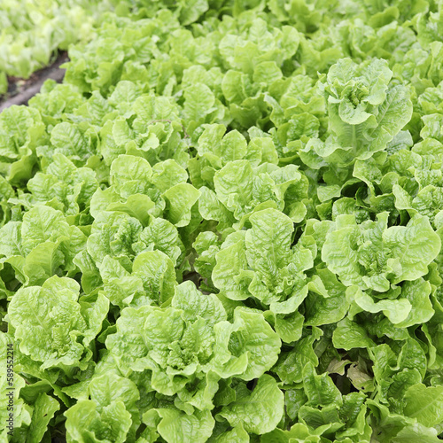Raw Green Romaine lettuce field
