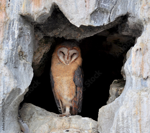Barn owl (Tyto alba) portrait