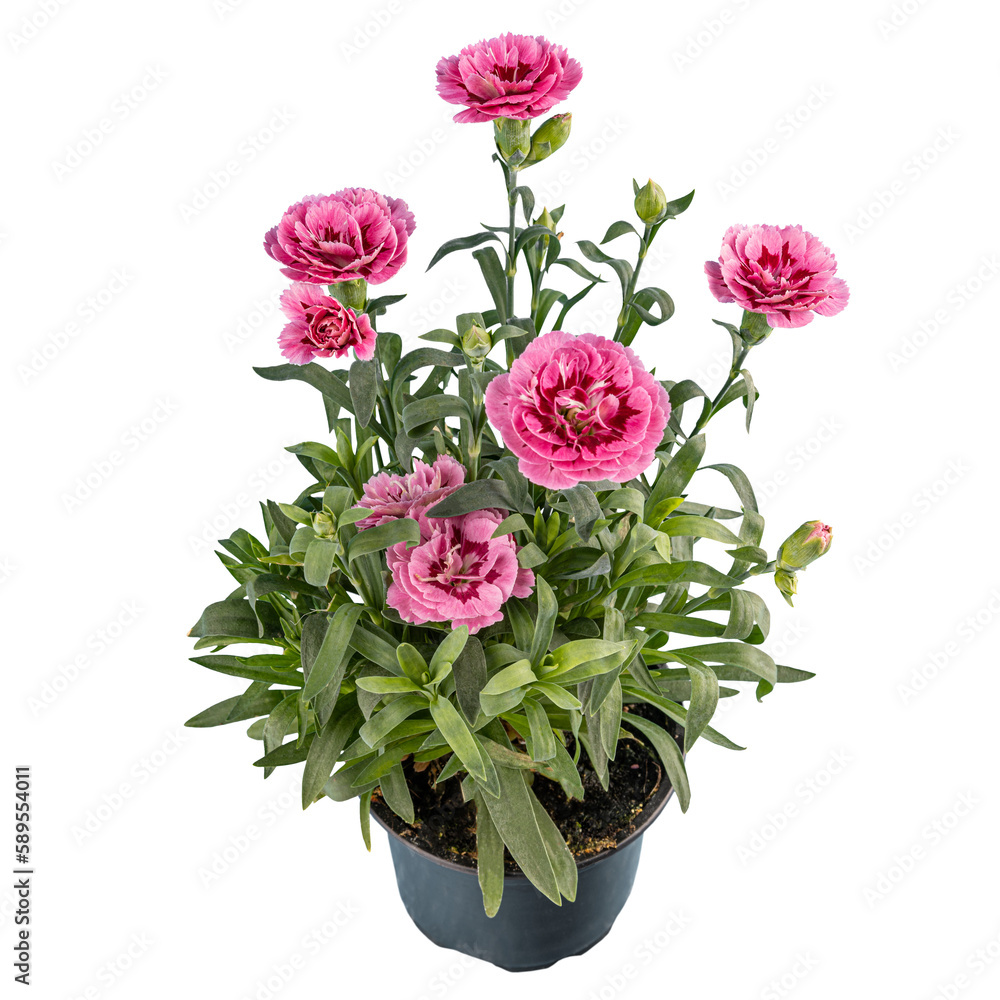 Obraz premium Carnation or clove pink flower