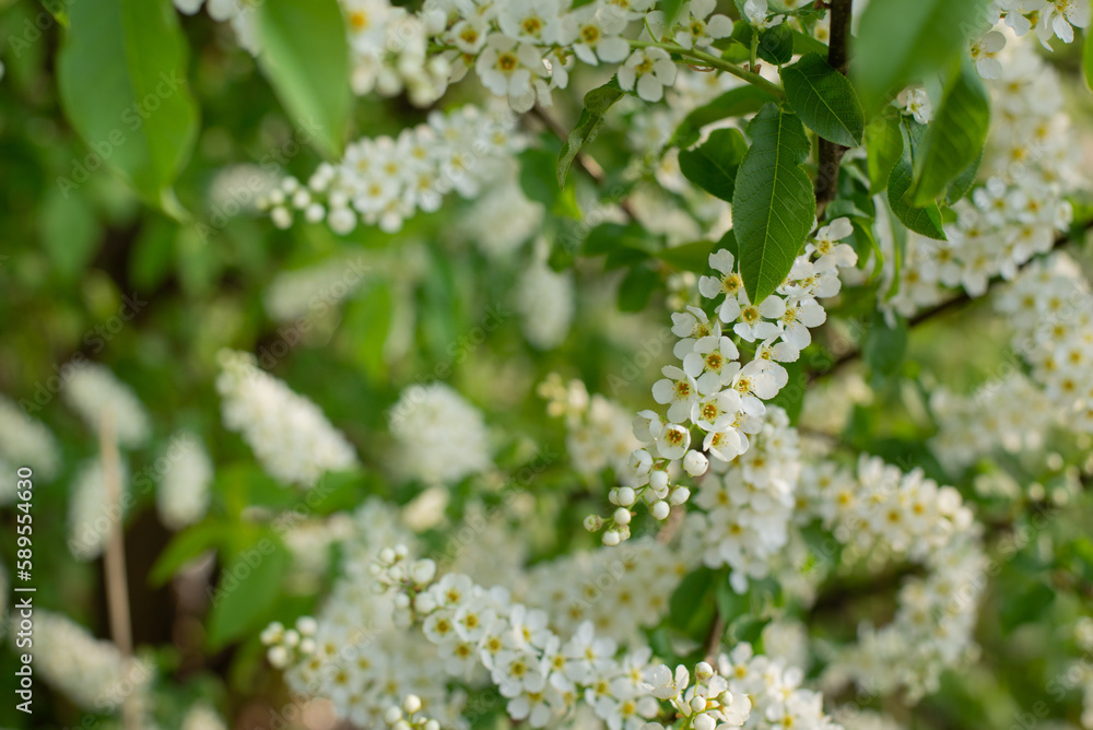 Bush of Bird-cherry tree blooming in the springtime. White flowers of bird-cherry tree. Bush of Bird-cherry tree blooming in the springtime. White flowers of bird-cherry tree.