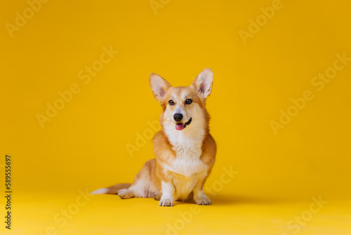 Adorable cute Welsh Corgi Pembroke sitting on yellow studio background. Most popular breed of Dog © bondvit