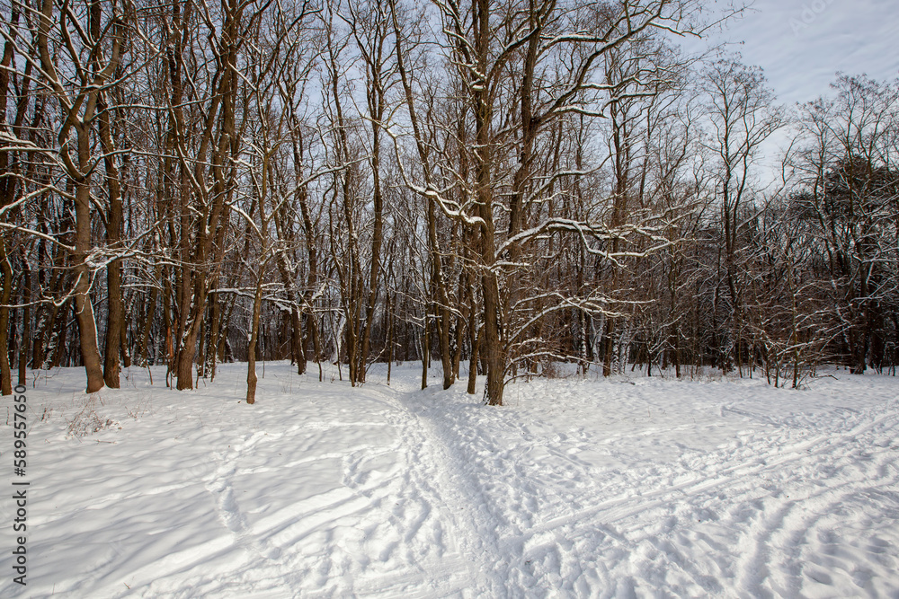 snow-covered bare deciduous trees in winter snow-covered bare deciduous trees in winter