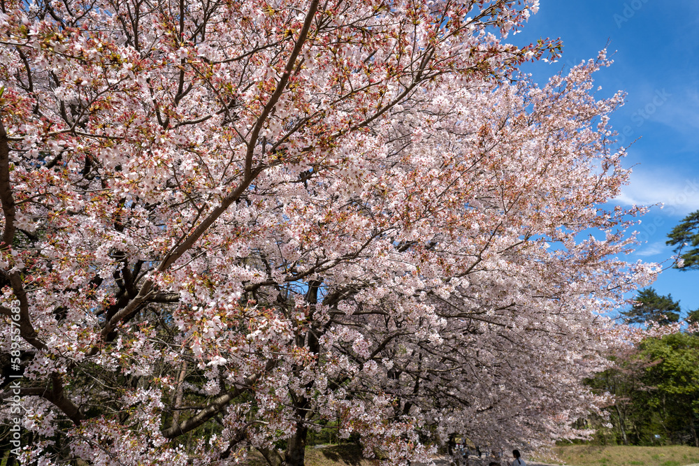 春の青空に映える満開の桜