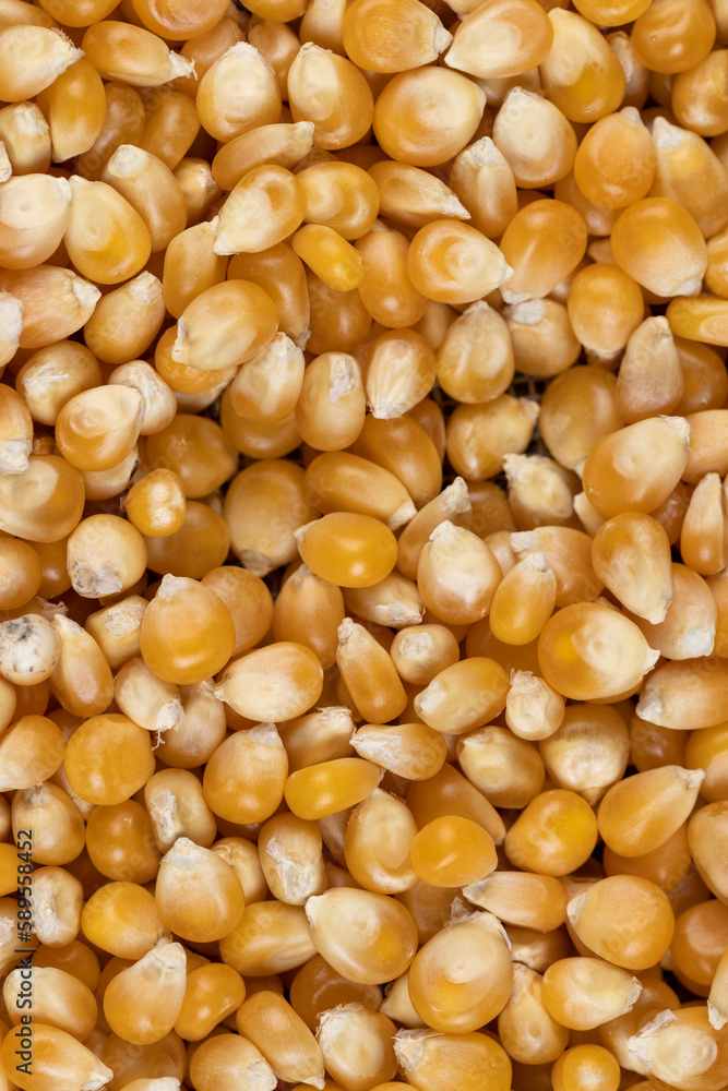 dry corn for cooking and popcorn dry corn for cooking and popcorn