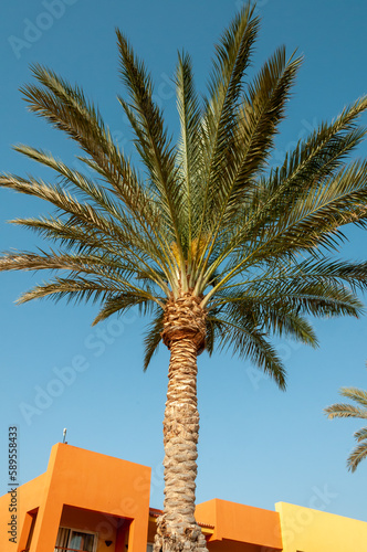 Palm trees in the interior of the hotel in Marsa Alama, Egypt photo