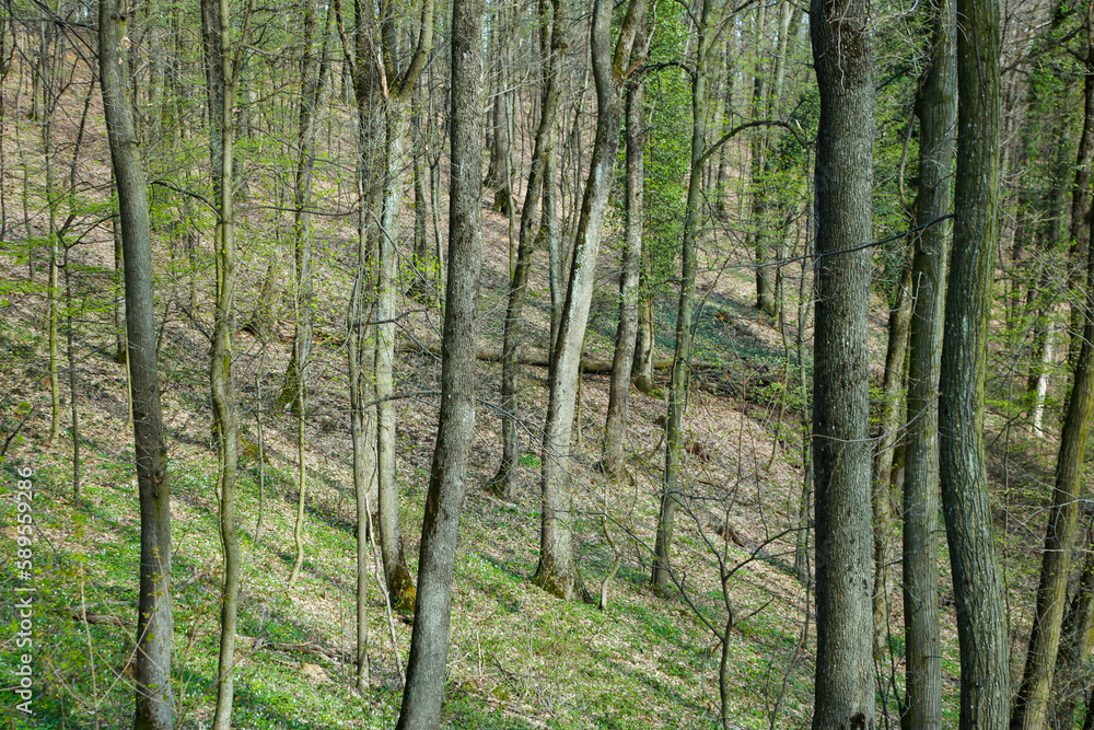 Naklejka premium Into the woods during summer