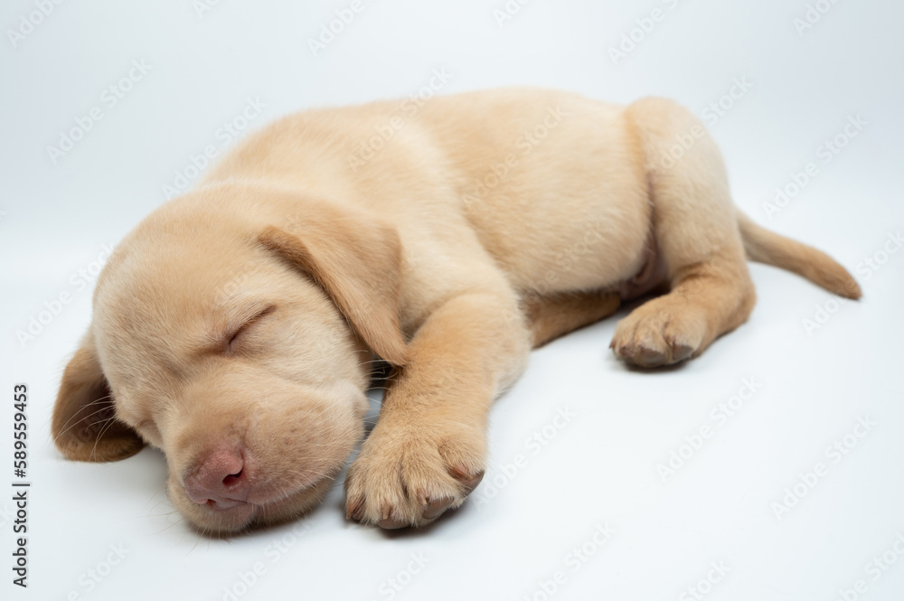 Sweet dreaming labrador cub