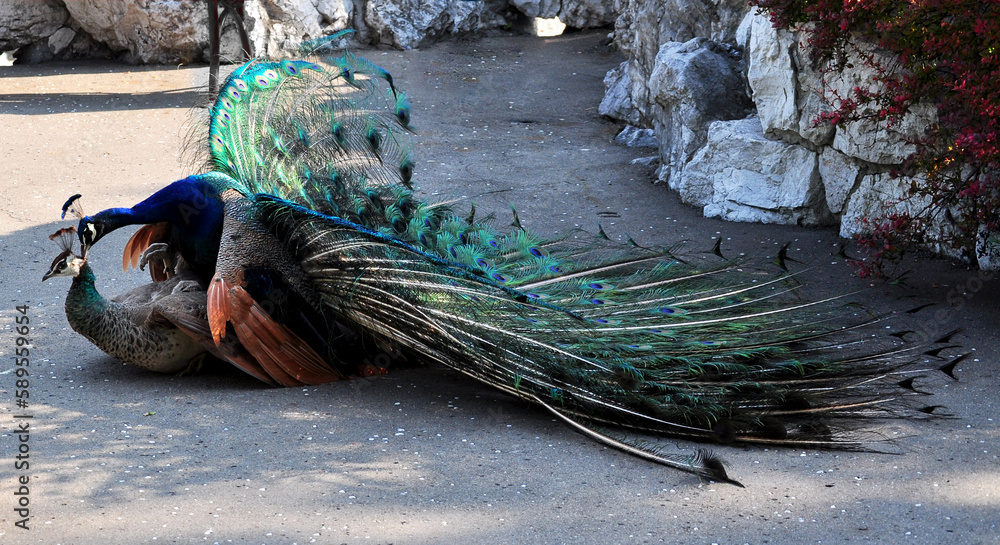 Obraz premium Indian peafowl blue (Pavo cristatus) copulation