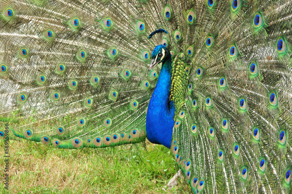 Obraz premium Indian peafowl blue (Pavo cristatus) portrait