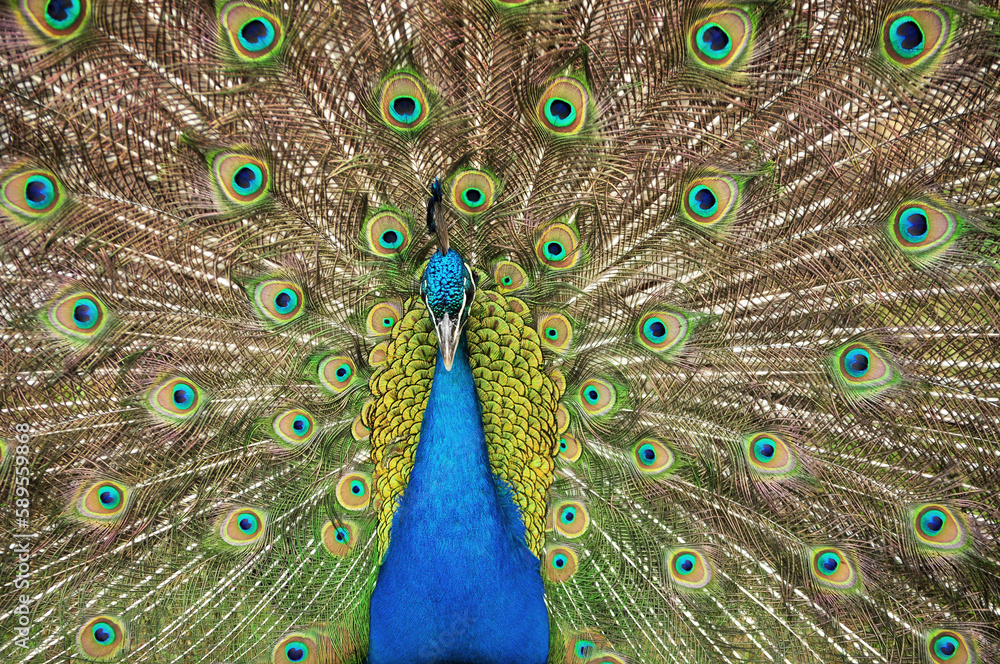 Obraz premium Indian peafowl blue (Pavo cristatus) portrait