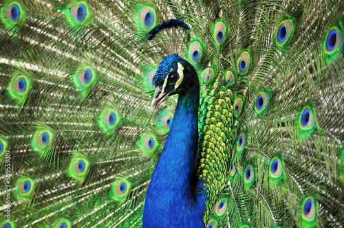 Indian peafowl blue (Pavo cristatus) portrait
