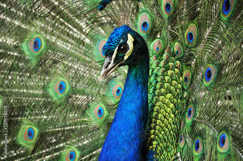 Indian peafowl blue (Pavo cristatus) portrait