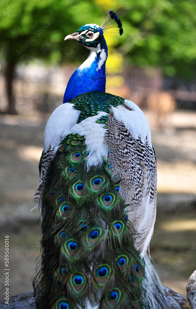 Obraz premium Indian peafowl hybrid of blue and white (Pavo cristatus) portrait