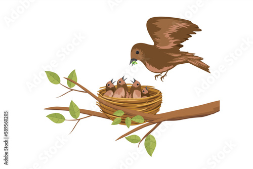 Birds Feeding Worm to Chicks in the Nest. Bird feed baby