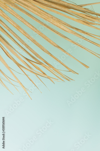 Golden dry palm tree leaf against blue turquoise stucco wall background.