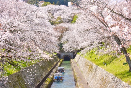 Cherry Blossoms along the Lake Biwa Canal photo