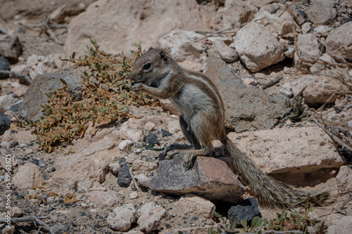 Barbary ground squirrel  atlantoxerus getulus  invasive species scavenging for food amongst rocks  Costa Calma  Fuerteventura