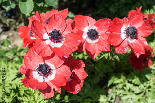 red and white poppy anemone flowers