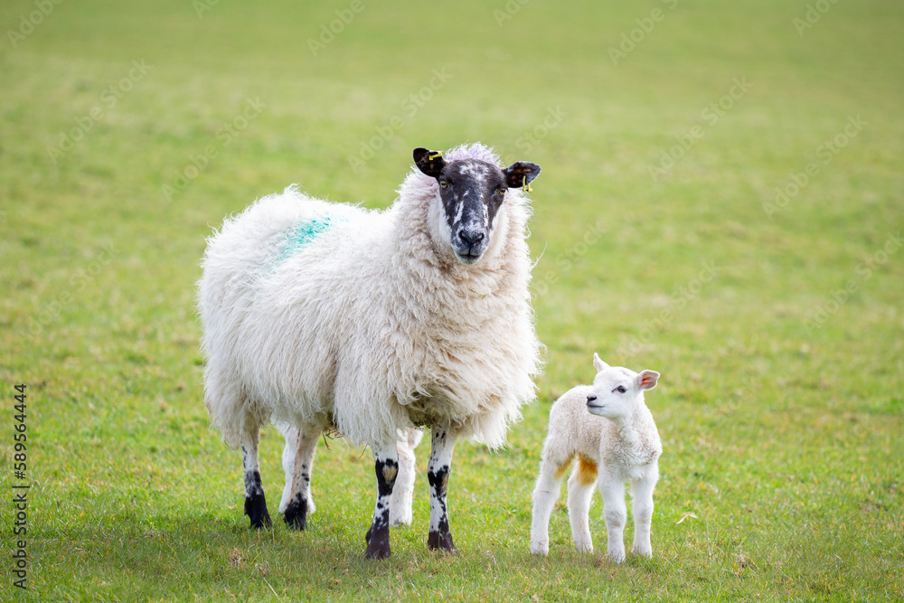 Sheep in County Antrim, Northern Ireland. Ewe with lamb Sheep in County Antrim, Northern Ireland. Ewe with lamb