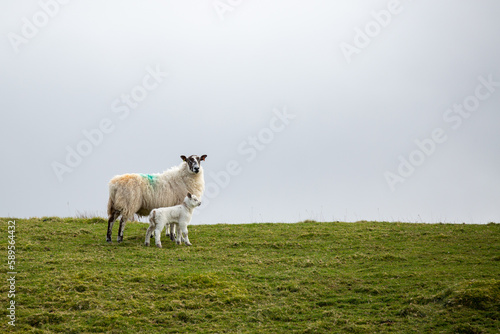 Fototapeta Naklejka Na Ścianę i Meble -  Sheep in County Antrim, Northern Ireland. Ewe with lamb