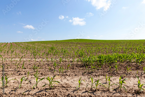 small green corn sprouts in the summer