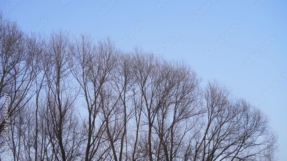 Swinging trees against the blue sky. Trees without leaves, bare. Swinging trees against the blue sky. Trees without leaves, bare.