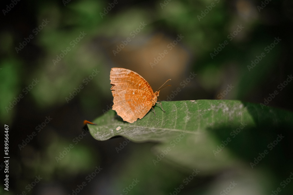 Close up shot of colourful butterfly on green leaf Close up shot of colourful butterfly on green leaf