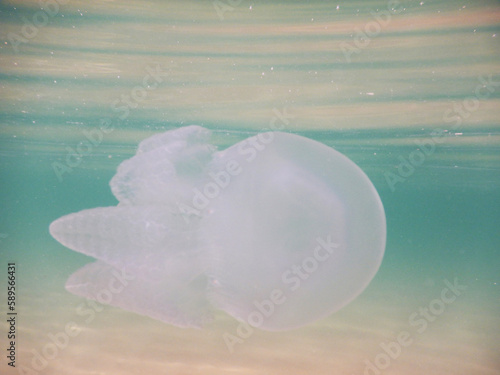 jellyfish in the sea