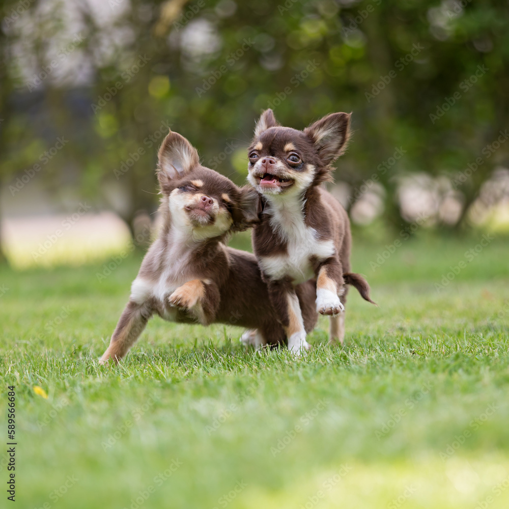 playing chihuahua puppies