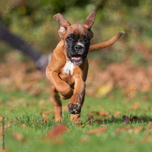 running boxer puppy