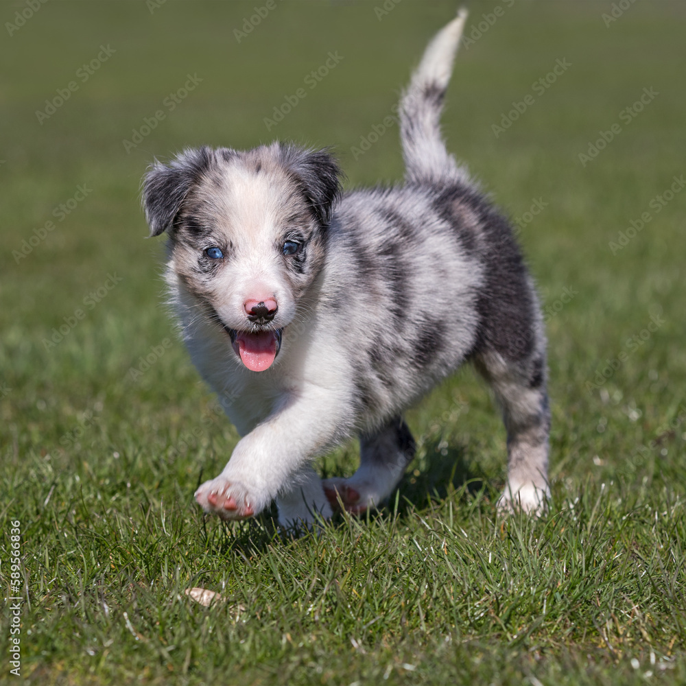 border collie puppie, looks like she is smiling