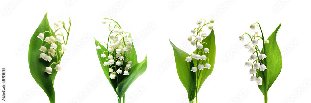 Obraz premium Set of four stems of Lily of the Valley flowers flowers isolated on white background, May 1st, May day web banner