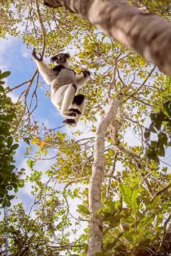Leaping Lemur, Indri, Madagascar photo