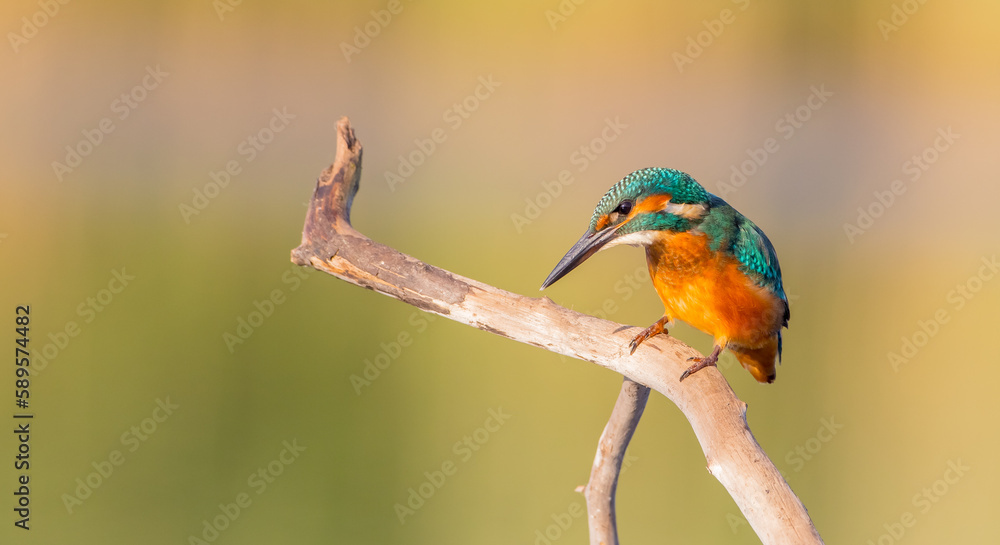 Common Kingfisher - at a wetland in summer
Common Kingfisher - at a wetland in summer