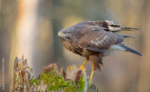 Common Buzzard in early spring at a wet forest