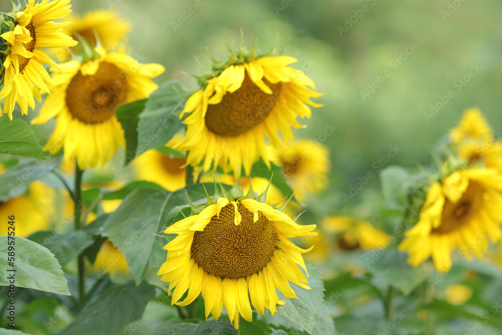 Agricultural field with sunflowers for background. Sunflower blooming. Organic Farming.  
Nature concept. Sunflower background in a yellow field. Agriculture. Farming. Natural product. Yellow flower