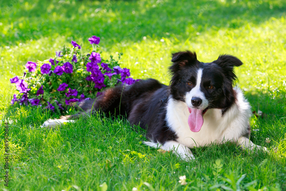 Fototapeta premium Dog breed Border Collie
