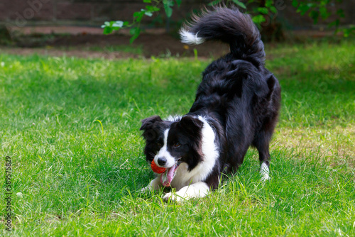 Dog breed Border Collie