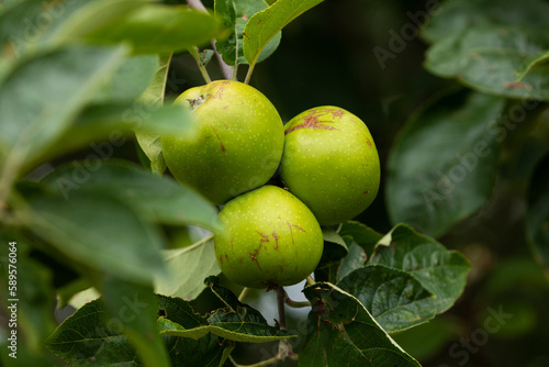 Green apples hanging from the branches of a fruit tree, in a field of apple trees, example of fruit cultivation in rural areas of Spain