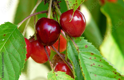 rote Kirschen photo