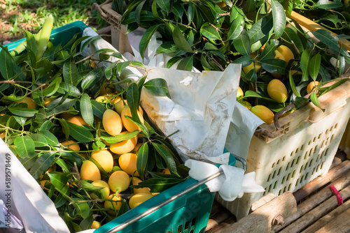 Bunches of fresh yellow marian plum (Plango or Ma Yong Chid) in the basket after cultivation, ready for sale