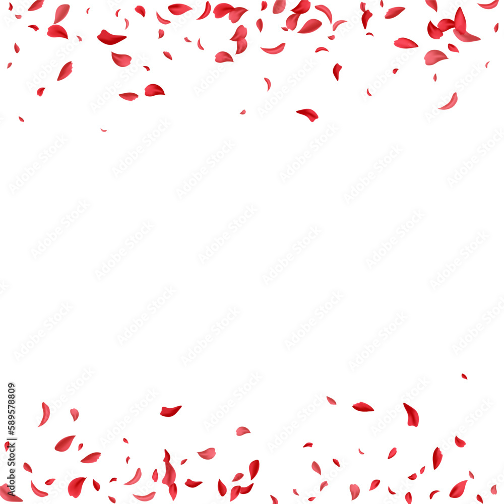 Pink Lotus Falling Vector White Background. Fall Pink Lotus Falling Vector White Background. Fall