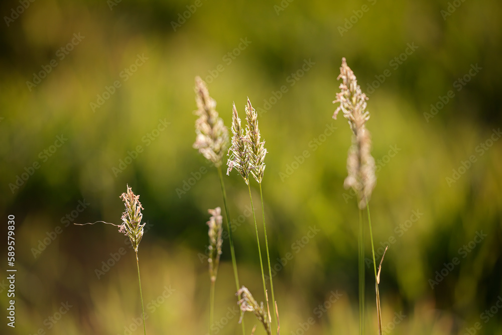 Fototapeta premium Grass closeup from a meadow during spring