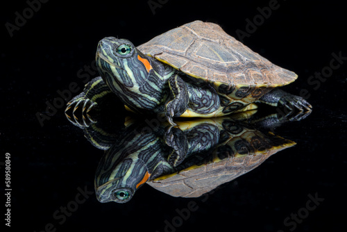 The red-eared slider or red-eared terrapin (Trachemys scripta elegans) is a subspecies of the pond slider (Trachemys scripta), a semiaquatic turtle belonging to the family Emydidae