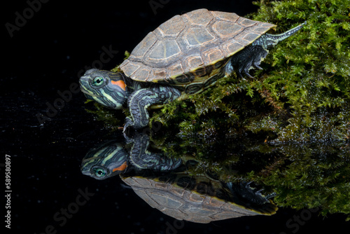 The red-eared slider or red-eared terrapin (Trachemys scripta elegans) is a subspecies of the pond slider (Trachemys scripta), a semiaquatic turtle belonging to the family Emydidae © lessysebastian