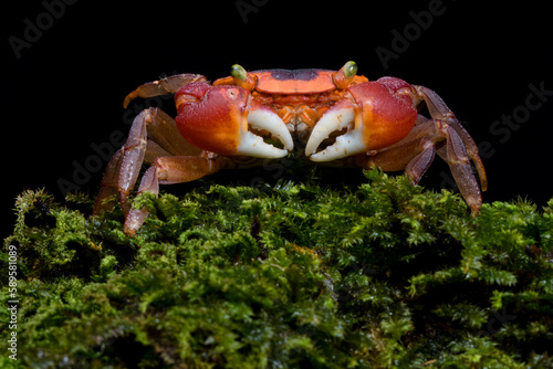 Red Apple Crab (Metasesarma aubryi)