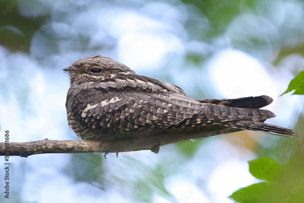 wild birds in nature